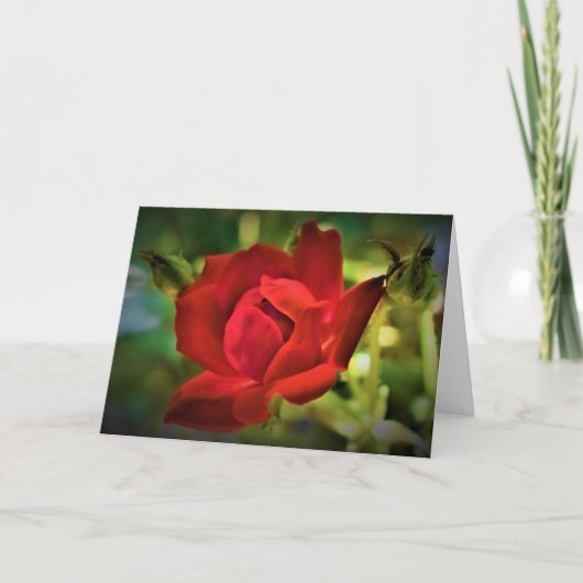 Rote Rose, Karte (Vorderseite)