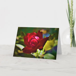 Rote Rose, Karte