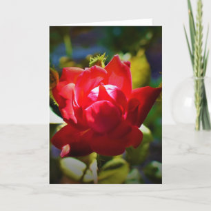 Rote Rose, Karte