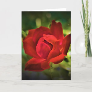 Rote Rose, Karte