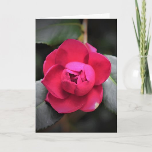 Rote Rose, Karte (Vorderseite)