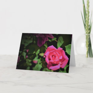 Rote Rose, Karte