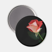 Rote Rose Kühlschrankmagnet (Vorderseite/Rückseite)