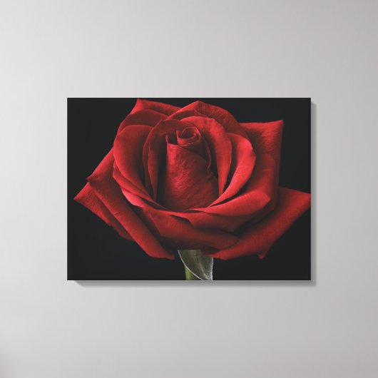 Rote Rose Leinwanddruck (Vorderseite)