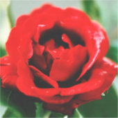 Rote Rose Liebe Aufkleber (Vorderseite)