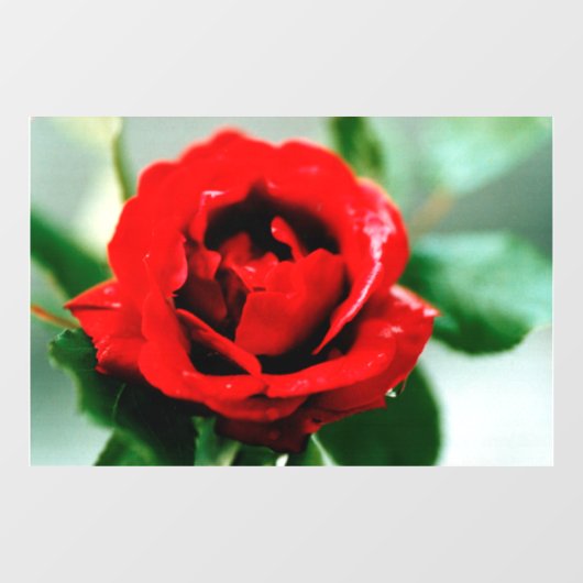 Rote Rose Liebe Fensteraufkleber (Blatt)