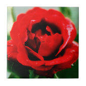 Rote Rose Liebe Fliese (Vorderseite)