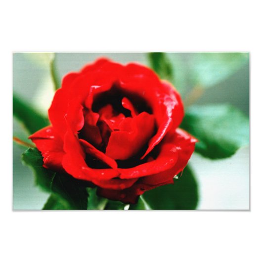 Rote Rose Liebe Fotodruck (Vorne)