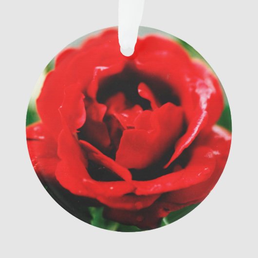 Rote Rose Liebe Ornament (Vorderseite)