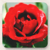 Rote Rose Liebe Platz Getränkeuntersetzer (Vorderseite)