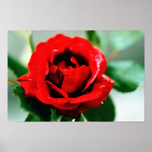 Rote Rose Liebe Poster (Vorne)