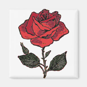 Rote Rose Liebe Rosa Rose Perennale Blume Petals Magnet