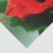 Rote Rose Liebe Seidenpapier (Detail)