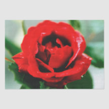 Rote Rose Liebe