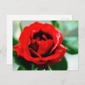 Rote Rose Liebe Vielen Dank Postkarte (Vorne/Hinten)