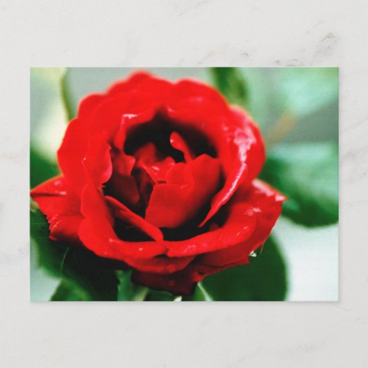 Rote Rose Liebe Vielen Dank Postkarte (Vorderseite)