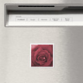 rote Rose Magnet (In Situ (Geschirrspüler))