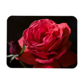 Rote Rose Magnet (Horizontal)