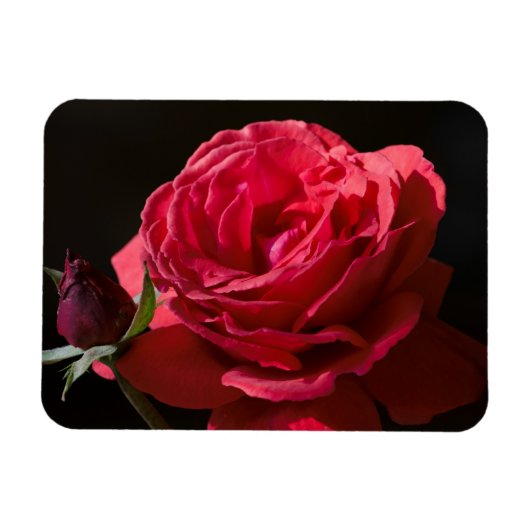 Rote Rose Magnet (Horizontal)