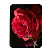 Rote Rose Magnet (Vertikal)