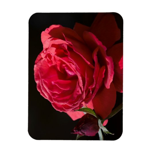 Rote Rose Magnet (Vertikal)