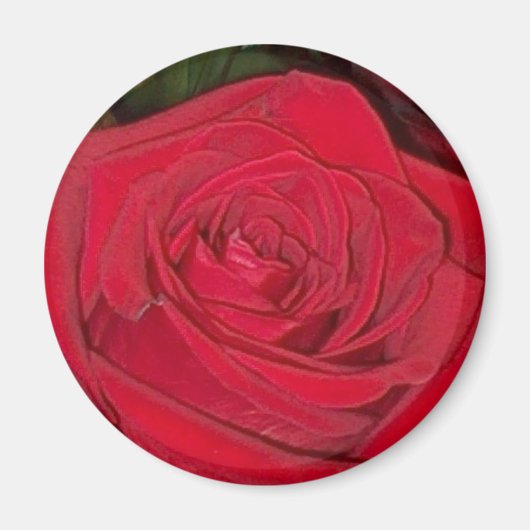 Rote Rose Magnet (Vorne)