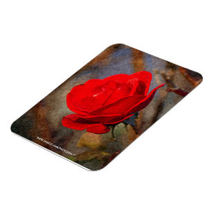 Rote Rose Magnet