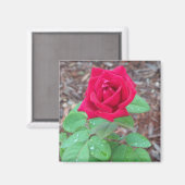 Rote Rose Magnet (Vorderseite/Rückseite)