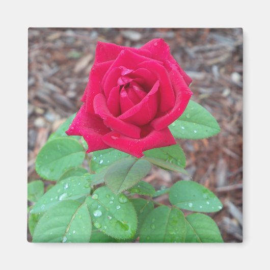 Rote Rose Magnet (Vorne)