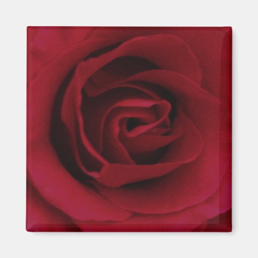 Rote Rose Magnet (Vorne)