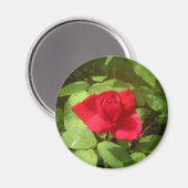 Rote Rose Magnet (Vorderseite/Rückseite)