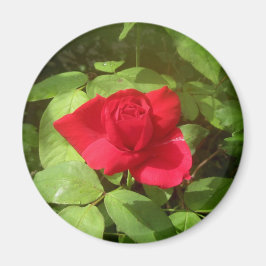 Rote Rose Magnet