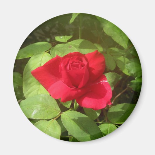 Rote Rose Magnet (Vorne)