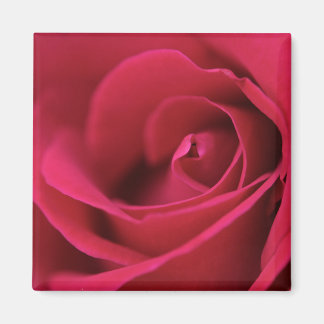 Rote Rose Magnet