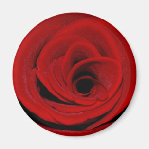 Rote Rose Magnet
