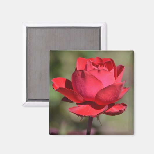 Rote Rose Magnet (Vorderseite/Rückseite)
