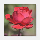 Rote Rose Magnet (Vorne)