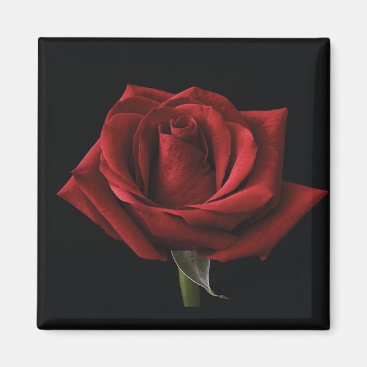 Rote Rose Magnet (Vorne)