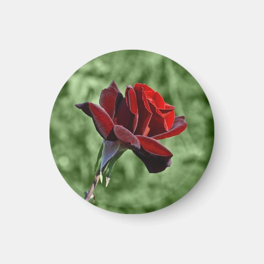 Rote Rose Magnet (Vorne)