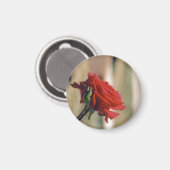 Rote Rose Magnet (Vorderseite/Rückseite)