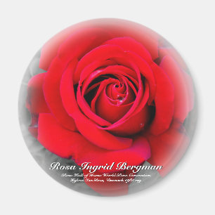 Rote Rose Magnet
