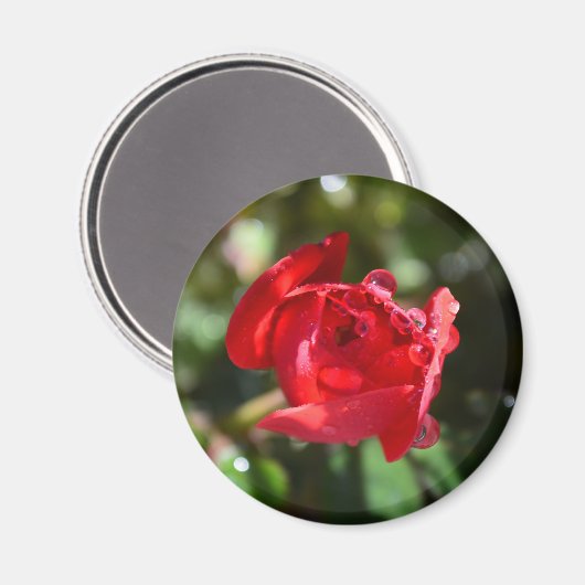 Rote Rose Magnet (Vorderseite/Rückseite)