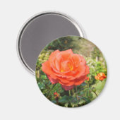 Rote Rose-Magnet Magnet (Vorderseite/Rückseite)