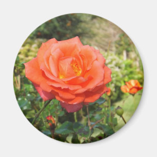 Rote Rose-Magnet Magnet