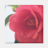 Rote Rose-Magnete Magnet (Vorne)