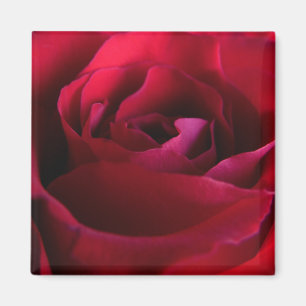 Rote Rose Magnete Rosa Geschenke Keepake Dekoratio Magnet