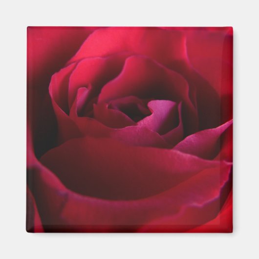 Rote Rose Magnete Rosa Geschenke Keepake Dekoratio Magnet (Vorne)