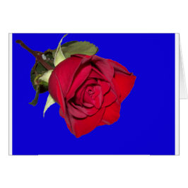 Rote Rose mit blauem Hintergrund