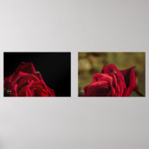 Rote Rose mit einem gelben Marienkäfer Druck-Set