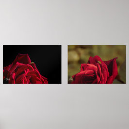 Rote Rose mit einem gelben Marienkäfer Druck-Set Bilderwand Sets